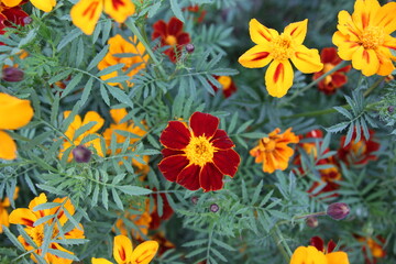 
yellow and brown marigold flowers