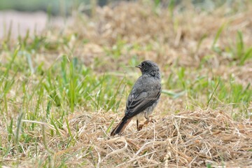 Beautiful Redstar in Brittany France