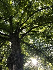 sun shining through the trees
