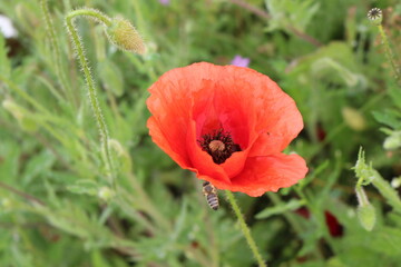 
Bright red poppy bloom on the field in summer