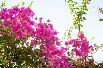 Bright purple flowers and sky background