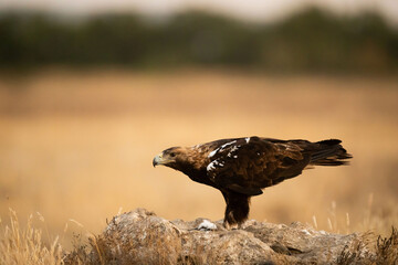 Aguila imperial ibérica