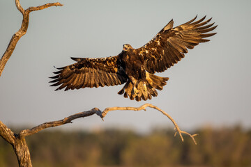Aguila imperial ibérica