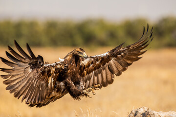 Aguila imperial ibérica