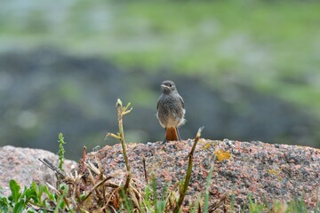 Beautiful Redstar in Brittany France