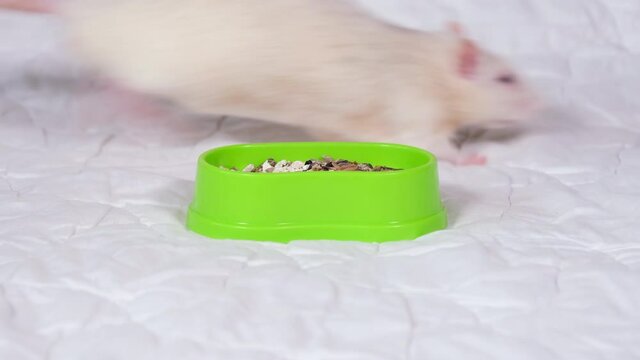 Funny light gray rat pet eating food for rodents. Home pets concept. Pet Rat on white background