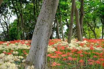 日本の秋 彼岸花 お花 植物 お彼岸 赤 綺麗 秋分の日 9月 夏見緑地