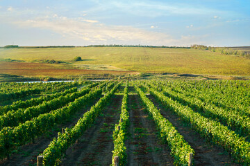 Fototapeta na wymiar Beautiful landscape with a green vineyard rows on the background blue sky