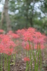 日本の秋 彼岸花 お花 植物 お彼岸 赤 綺麗 秋分の日 9月 夏見緑地