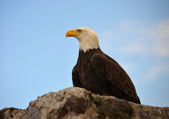 Otavalo, Ecuador - Parque Cóndor Bald Eagle