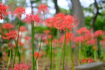 日本の秋 彼岸花 お花 植物 お彼岸 赤 綺麗 秋分の日 9月 夏見緑地