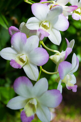 White orchids with purple edge in the garden Taken close-up