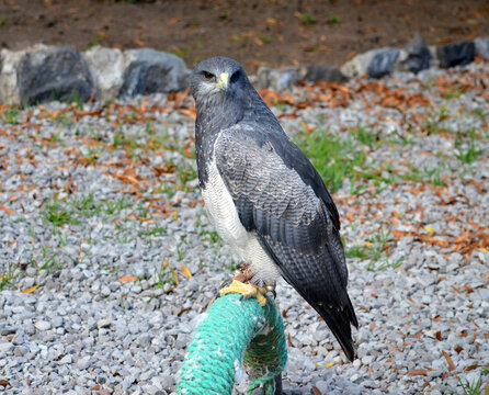 Otavalo, Ecuador - Parque C&oacute;ndor Hawk