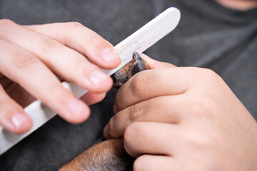 Person grinds claws of pet with nail file, close up. Professional beauty care for animals at home,...