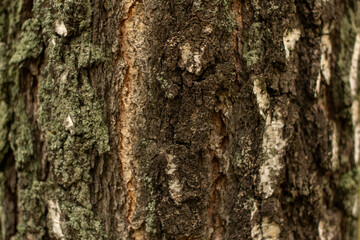 The texture of the tree. The macro texture of the tree bark.