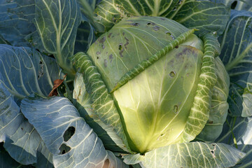 Top view of a fork of white cabbage in the autumn sun
