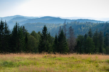 Trees and mountains in the Black Forest of Germany. 
