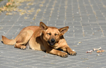 homeless dog on the street chews a bone