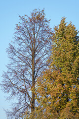 Autumn side view of a couple of lime trees against the blue sky