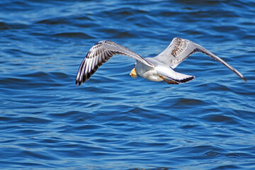 A river gull flies low over the water with a piece of white bread in its beak