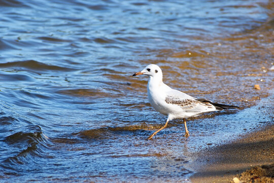 A river gull enters the water from the shore