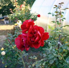 Three red roses growing on the same stem in the garden.