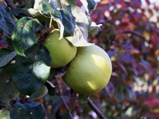 Late-maturing Apple on a tree branch in early autumn.