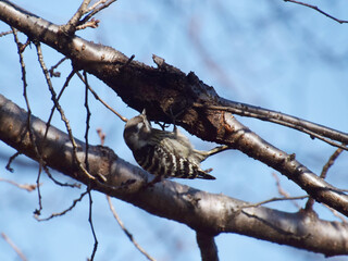 a woodpecker on old cherry tree / さくらの古木をつつくキツツキ (コゲラ)