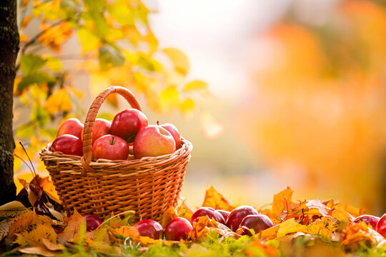 basket of red apples stands under tree among fallen yellow leaves.