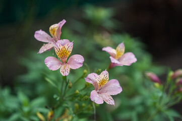 lily flowers grow in the garden