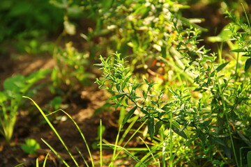 green grass background