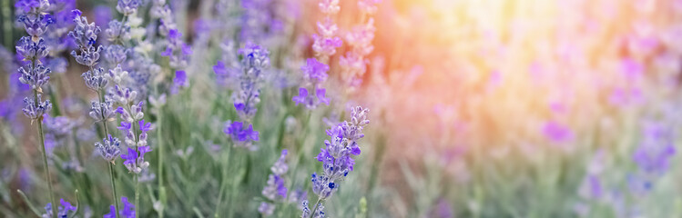 Blooming lavender flowers at sunset light