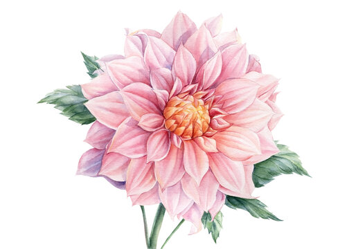 Pink dahlia isolated white background, watercolor botanical painting, delicate flowers