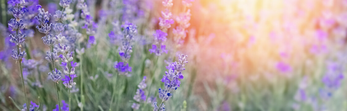 Blooming lavender flowers at sunset light