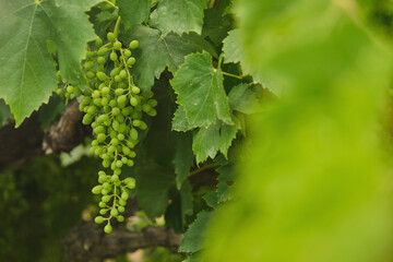 Unripe, immature grapes. In the vine branch, between the vineyard.	
