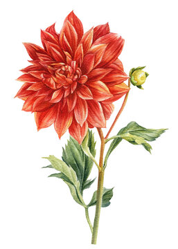 Red dahlia flower isolated white background, watercolor botanical painting, delicate flowers