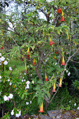 Otavalo, Ecuador - Parque Cóndor Angel's Trumpets