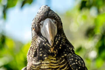 Parrots including cockatoos and lorikeets live in Australia happily.