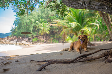 Natural background of seaside scenery (with coconut trees, boulders, sandy beach) and blurred sea waves.