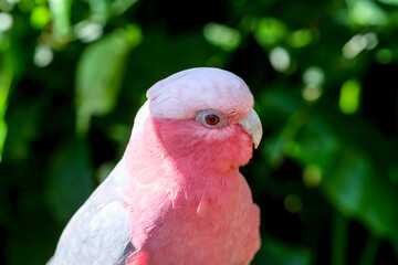 Parrots including cockatoos and lorikeets live in Australia happily.