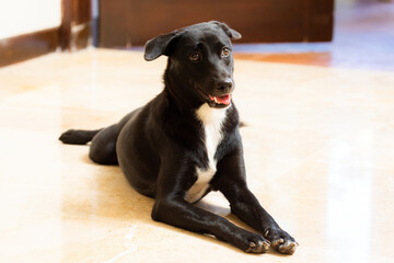 白いタイルの床に座る黒い犬