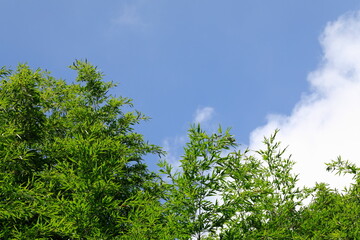 파란 하늘과 대나무가 보이는 아름다운 풍경