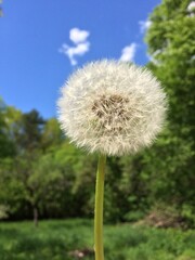 Obraz premium dandelion on a sky