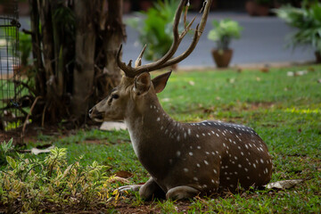 Spotted deer lying on the lawn and looking away