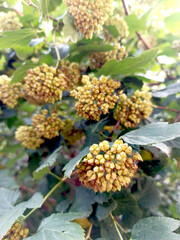 flowers in the garden