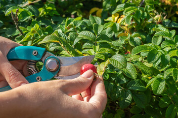 Female young hands harvest ripe rose hips. Using garden pruning shears, cutting off fruits from a sprig of a thorny briar bush