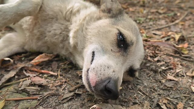 Small pathetic stray dog rolling in the grass