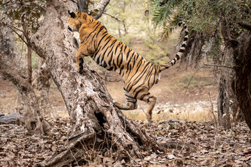 Fototapeta na wymiar Adult wild male bengal tiger trying to climb and balance over tree trunk while on morning stroll for territory marking at Ranthambore National Park or Tiger Reserve Rajasthan India - panthera tigris