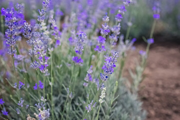 Blooming lavender flowers close-up.