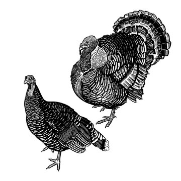 Poultry. Two turkeys. Domestic birds. Black and white vector